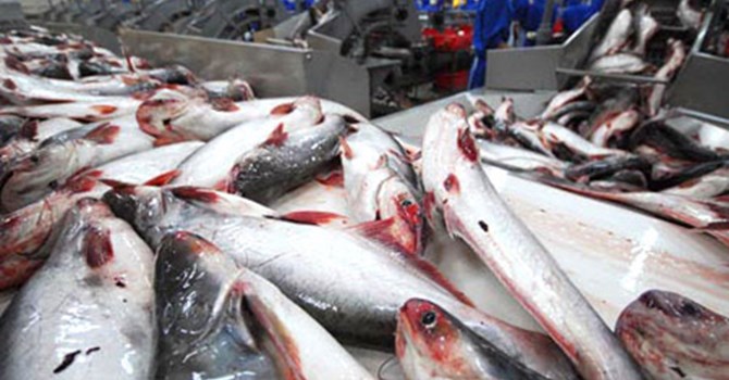 США введут более строгие правила в отношение бесчешуйчатой рыбы